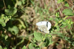 Pierinae