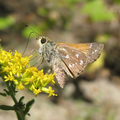 Hesperia woodgatei