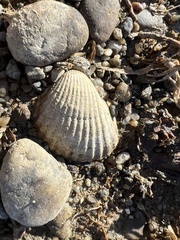 Cerastoderma