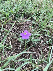 Oxalis violacea