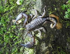 Opisthacanthus elatus