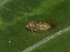 Trichopsocus