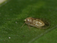 Trichopsocus