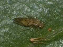 Trichopsocus