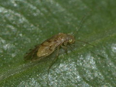 Trichopsocus