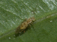 Trichopsocus