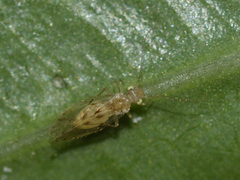 Trichopsocus