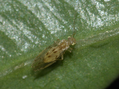 Trichopsocus