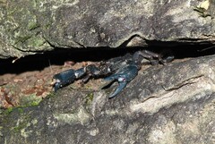 Opisthacanthus elatus