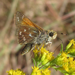 Hesperia woodgatei