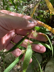 Metrosideros angustifolia