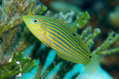 Halichoeres melanurus