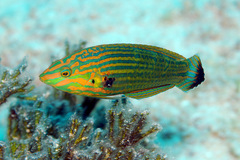 Halichoeres melanurus