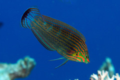 Halichoeres melanurus