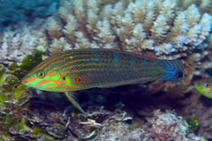 Halichoeres melanurus