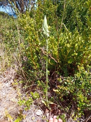 Brachystele unilateralis