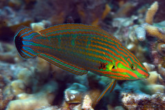 Halichoeres melanurus