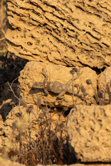 Laudakia vulgaris