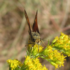 Hesperia woodgatei