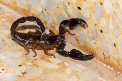 Nebo hierichonticus