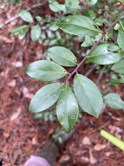 Ilex coriacea