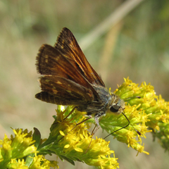 Hesperia woodgatei