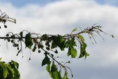 Nymphalis polychloros