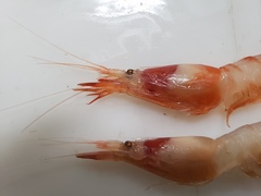 Pasiphaea tarda