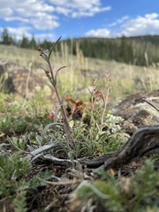 Penstemon parvus