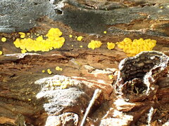 Calycina confluens