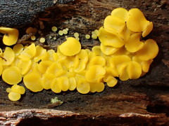 Calycina confluens