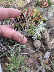 Penstemon parvus