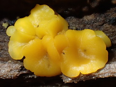 Calycina confluens
