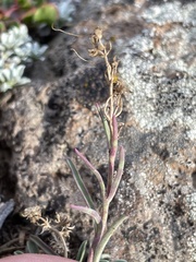Penstemon parvus