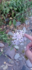 Saponaria officinalis