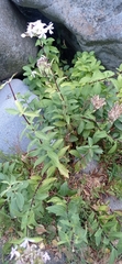 Saponaria officinalis