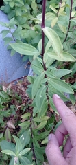 Saponaria officinalis
