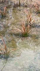 Cyperus entrerianus