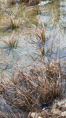Cyperus entrerianus
