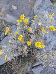 Senecio mairetianus