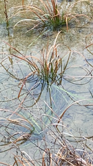 Cyperus entrerianus