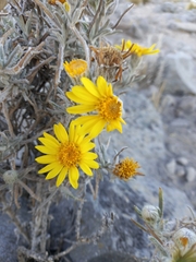 Senecio mairetianus