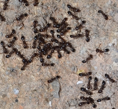 Monomorium subopacum