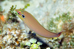 Halichoeres melasmapomus