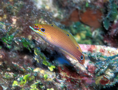 Halichoeres melasmapomus