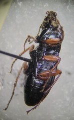 Poecilus lucublandus