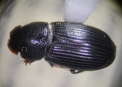 Aphodiinae