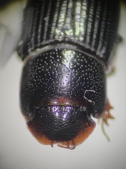 Aphodiinae