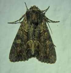 Mniotype occidentalis