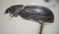 Aphodiinae